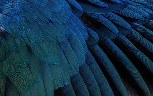 blue feather, feathers