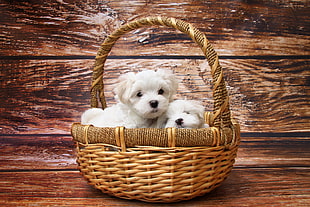 two white Maltese puppies in brown wicker basket with handle