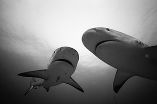 gray scale photo of two sharks