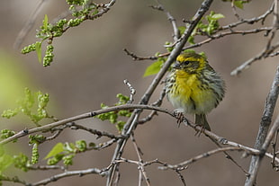 short-beak green bird perch on twigs, serinus serinus HD wallpaper