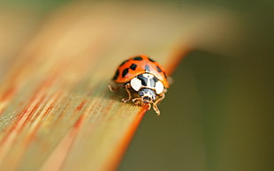 micro photo of orange and black ladybug