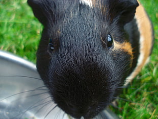 close-up photo of black and brown hamster