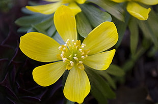 closeup photography of yellow petaled flower