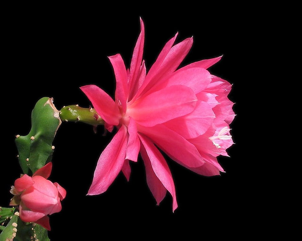 pink Cereus flower HD wallpaper