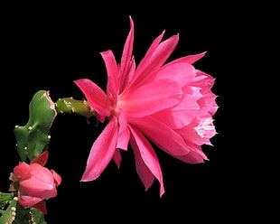 pink Cereus flower HD wallpaper