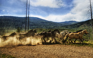 group of horse running towards green grass HD wallpaper