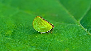 green leaf hopper on green leaf closeup photography