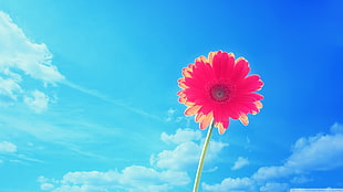 pink Gerbera daisy flower under white clouds blue sky