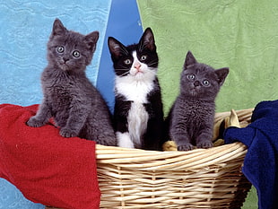 three grey and black-and-white kittens