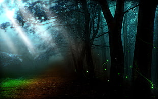 woods with shining light illustration, forest, digital art HD wallpaper