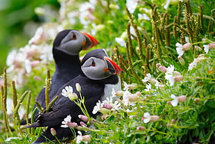 closeup photography of two Atlantic Puffins