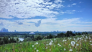 white dandelion, landscape, cityscape, summer, dandelion