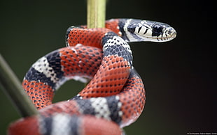 red and black snake, snake, kingsnake, reptiles, animals HD wallpaper