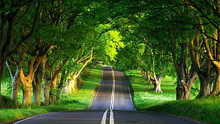 gray top road, road, trees, green, landscape