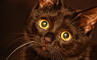 black short coated cat face HD wallpaper