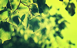 green leaf tree photo