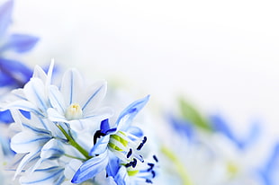 photography of white-and-blue flowers