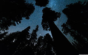 silhouette of trees during nighttime, Andromeda, galaxy, space, worm's eye view