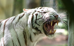 white tiger wildlife photography HD wallpaper