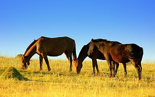 three horses eating grass