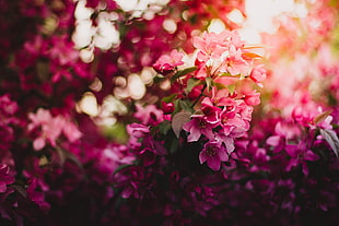 tilt-shift lens photography of pink flowers HD wallpaper