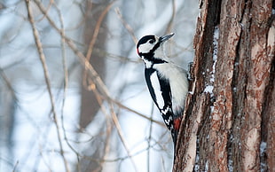black and white woodpecker bird during winter