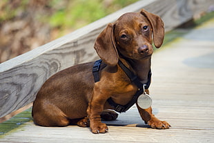 red sable smooth Dachshund sitting on wood floor HD wallpaper