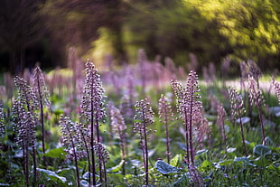 shallow focus photography of purple plants