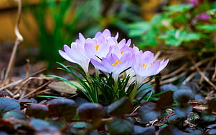 closeup photo of purple Crocus flowers