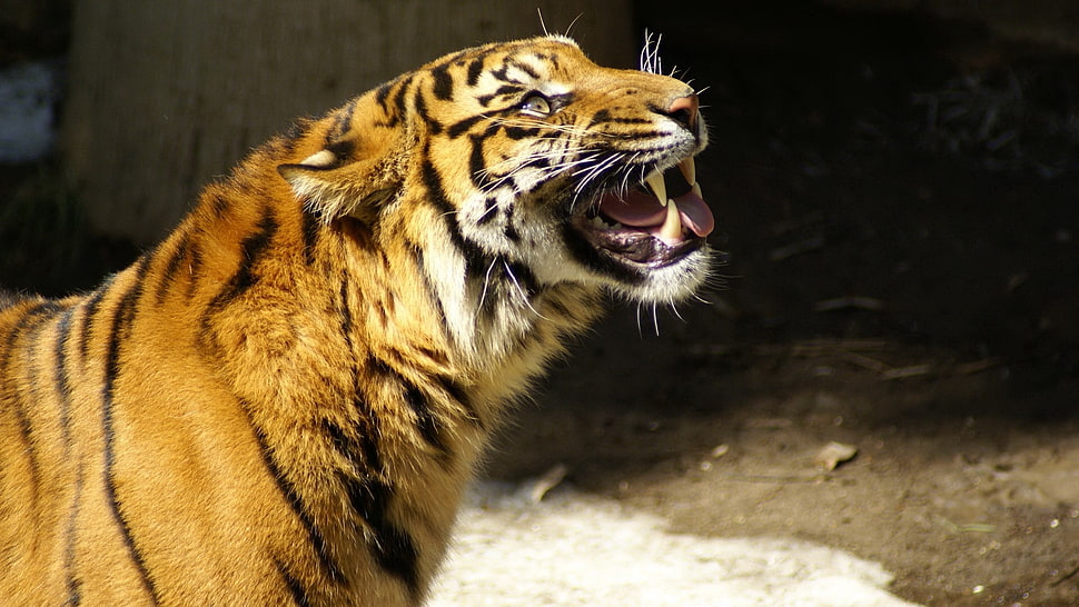 photo of a Tiger HD wallpaper