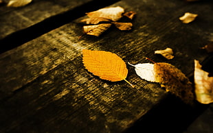 black and brown wooden table, leaves, wooden surface
