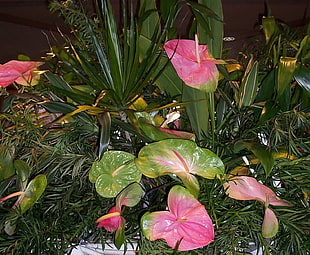 green and pink Anthurium flowers