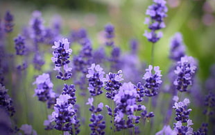 focus photo of a purple flower