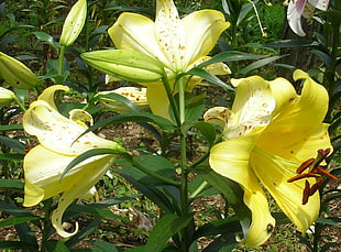 yellow lily flowers in close up photography