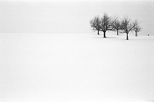 photography of black trees with snow