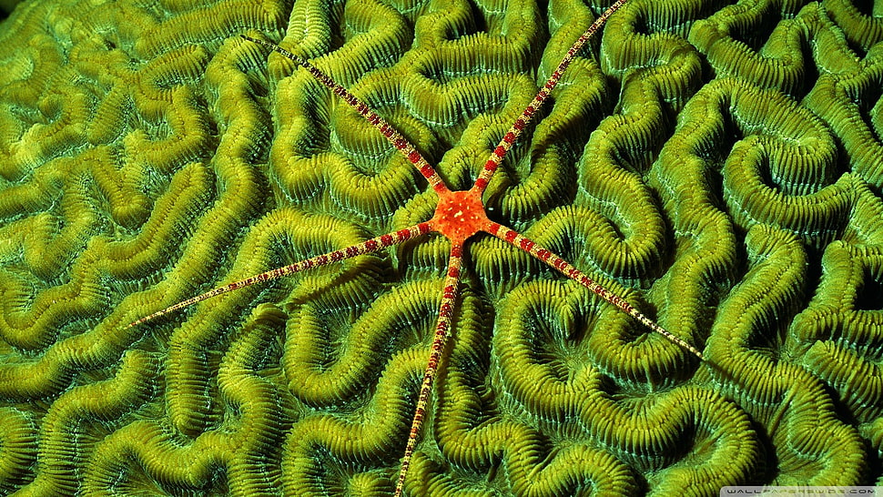 red star fish HD wallpaper