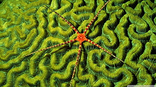 red star fish