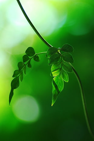 selective focus of green leaf plant HD wallpaper