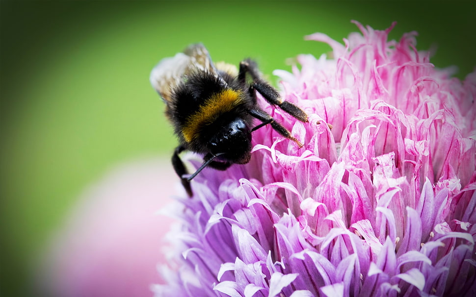 bumblebee perched on purple petaled flower closeup photography HD wallpaper
