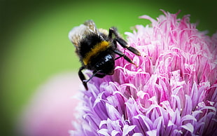 bumblebee perched on purple petaled flower closeup photography