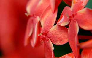 close-up photography of red petaled flowers