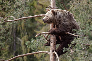 grizzly bear on tree trunk during daytime