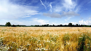 photography of brown grass field HD wallpaper