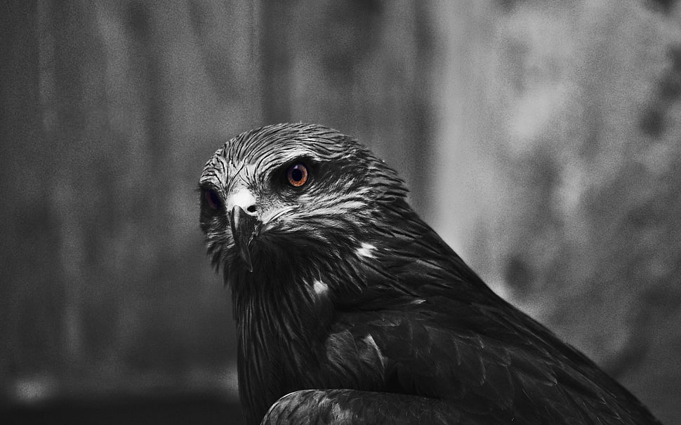 grayscale photography of owl HD wallpaper