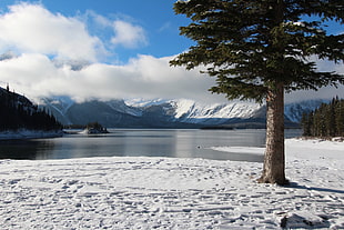 landscape photography of pine tree and lake with snowy weather, upper kananaskis lake