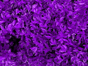 purple petaled flowers, nature HD wallpaper