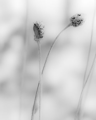 grass stem in grayscale photography