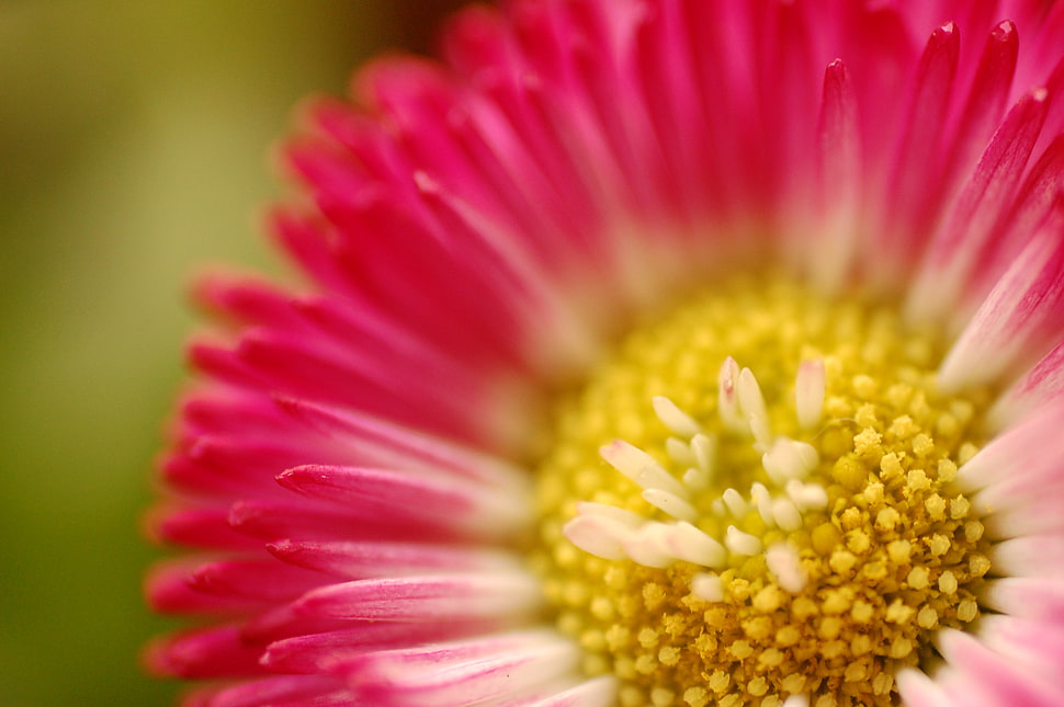 pink Bachelor's Button flower in bloom macro photo HD wallpaper
