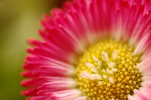 pink Bachelor's Button flower in bloom macro photo HD wallpaper