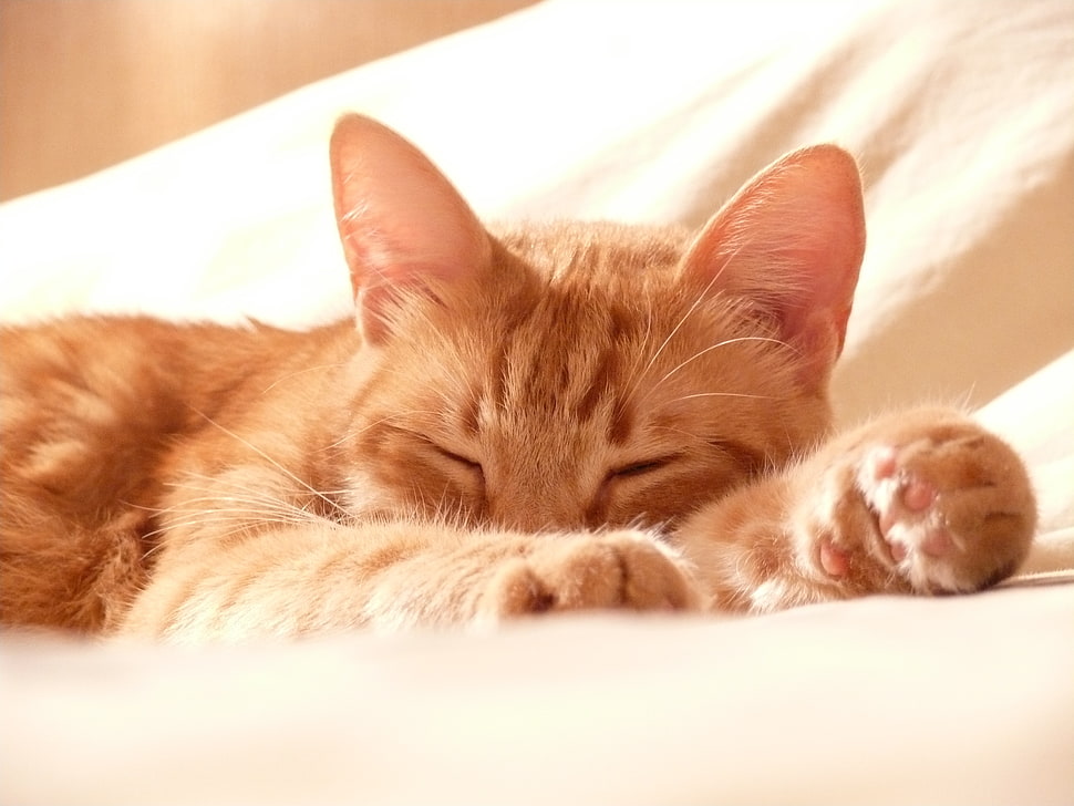 macro photography of orange Tabby cat HD wallpaper